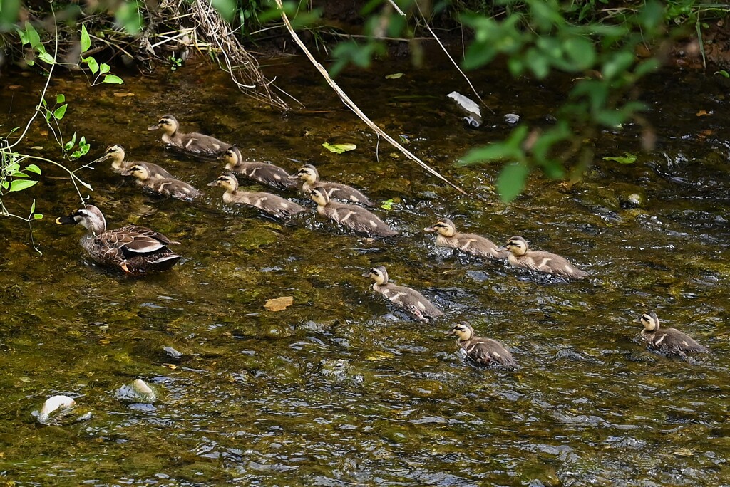 Ｋ川中流域・大きくなった12羽のカルガモひな