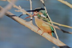 K川・カワセミ♀ペリットを吐く