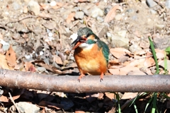 用水路・カワセミ♀