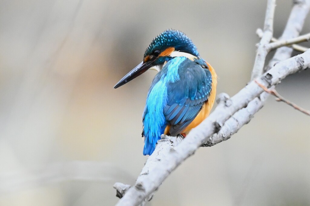 Ｋ川中流域・カワセミ♂若 