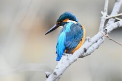 Ｋ川中流域・カワセミ♂若 