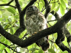 アオバズクひな
