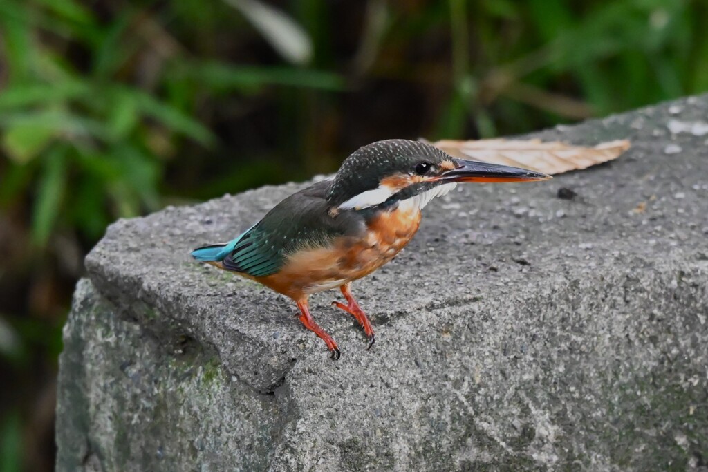 用水路・また来たカワセミ♀若 
