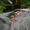 用水路・また来たカワセミ♀若 