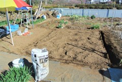 ジャガイモ植え床