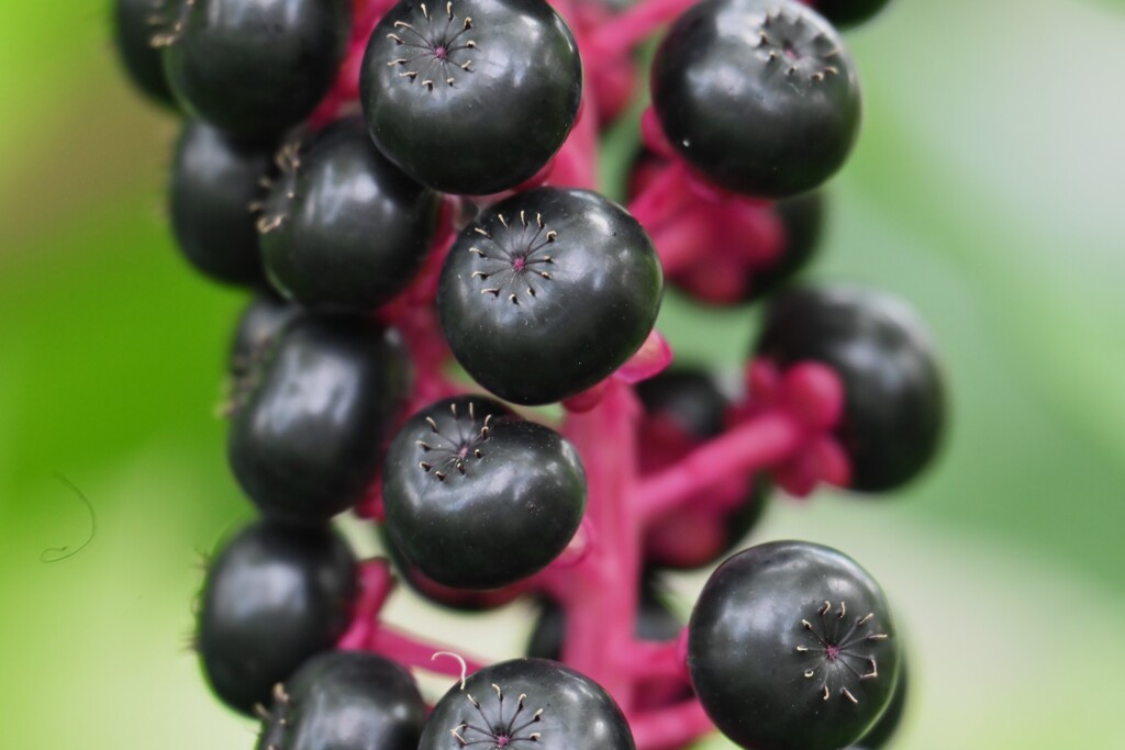 ヨウシュヤマゴボウ