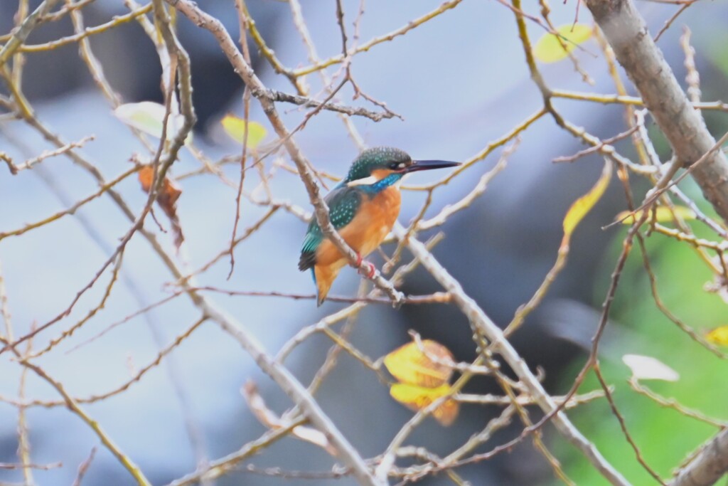 K川・カワセミ♂若 