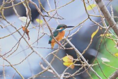 K川・カワセミ♂若 