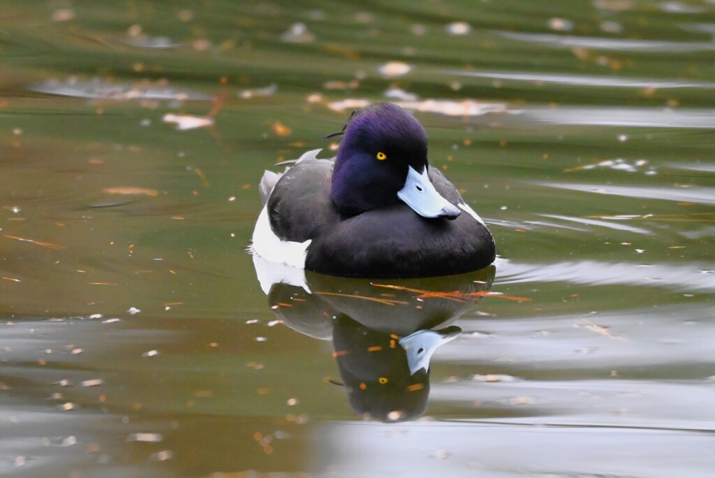 都内公園・キンクロハジロ♂