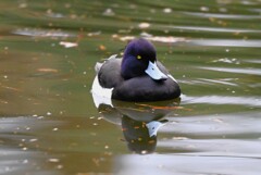 都内公園・キンクロハジロ♂
