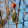 柿の実を食べに来たアオゲラ 