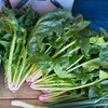 菜園・ホウレンソウ収穫 (塔立ち寸前)