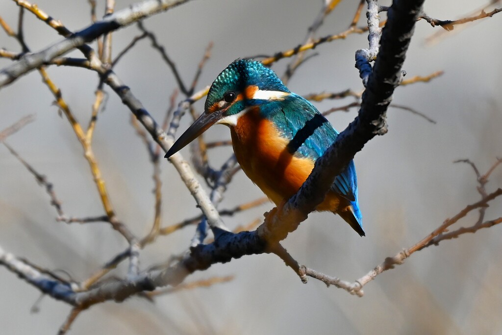 Ｋ川中流域・カワセミ♂若