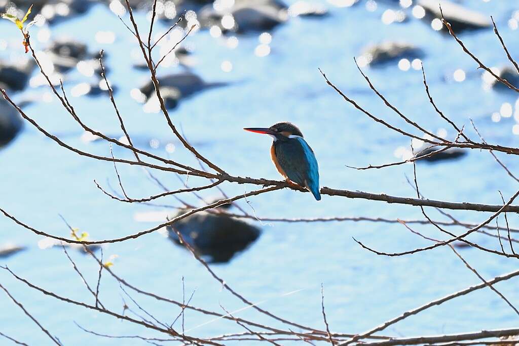 K川下流域・カワセミ♀若