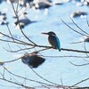 K川下流域・カワセミ♀若