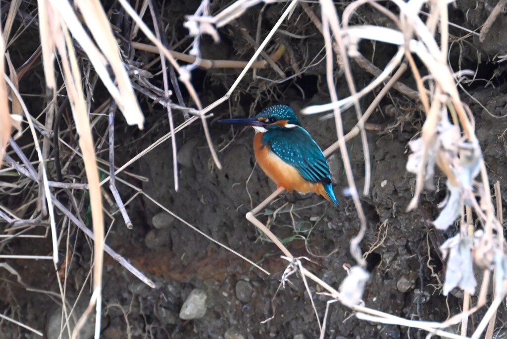 K川・上流のカワセミ♂巣穴掘り拠点で・
