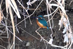 K川・上流のカワセミ♂巣穴掘り拠点で・