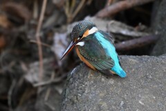 K川下流域・エビを狙うカワセミ♀若