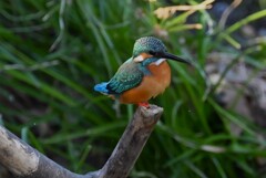 都内公園・S川のカワセミ♂ 