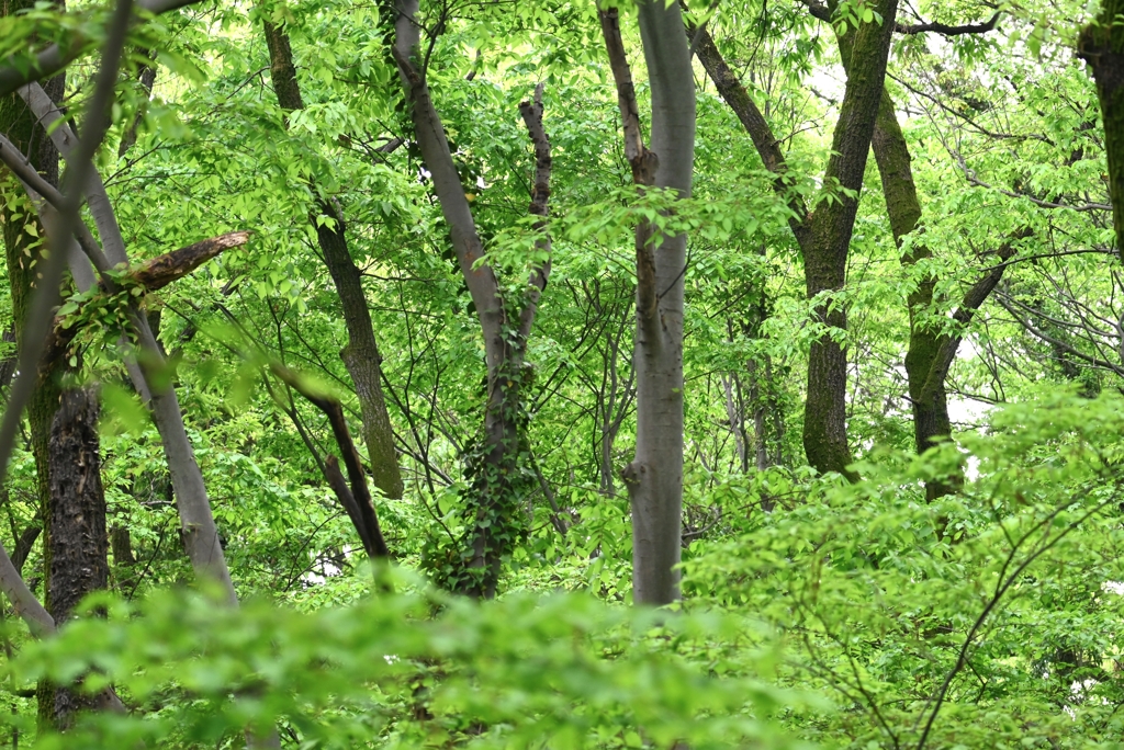 A公園・ここにオオルリが来てくれれば・・