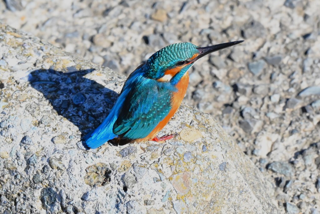 K川下流域・カワセミ♂若