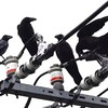 用水路・子だくさんハシブトガラスの若鳥4羽