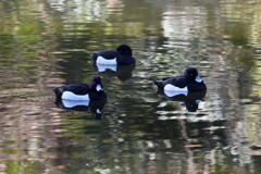 都内公園・キンクロハジロ♂3羽