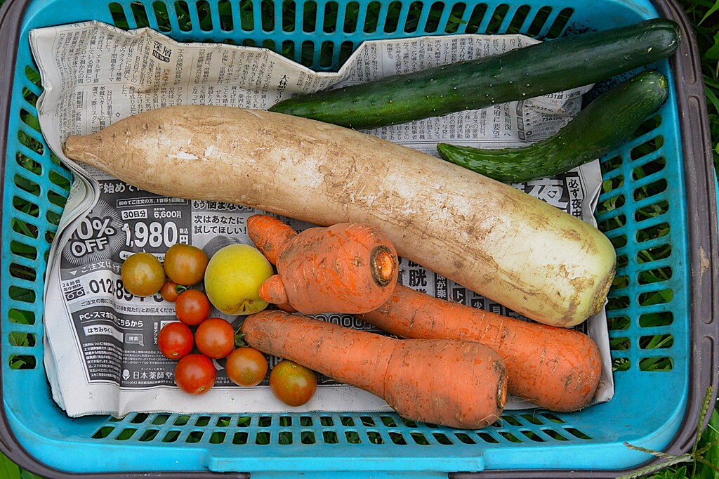 菜園・頂きものとわずかな収穫と・・
