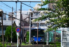 真っ白でも百日紅