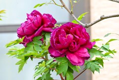4月14日 (用水路・畔の住宅に紅いボタン)