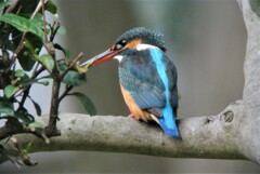 カワセミ♀背打ち