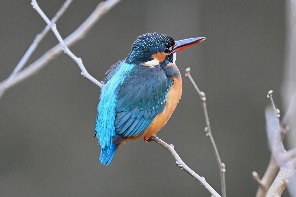 Ｋ川中流域・カワセミ♀若鳥