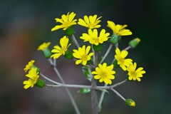 用水路・ツワブキの花