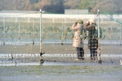 ミヤコドリ観察