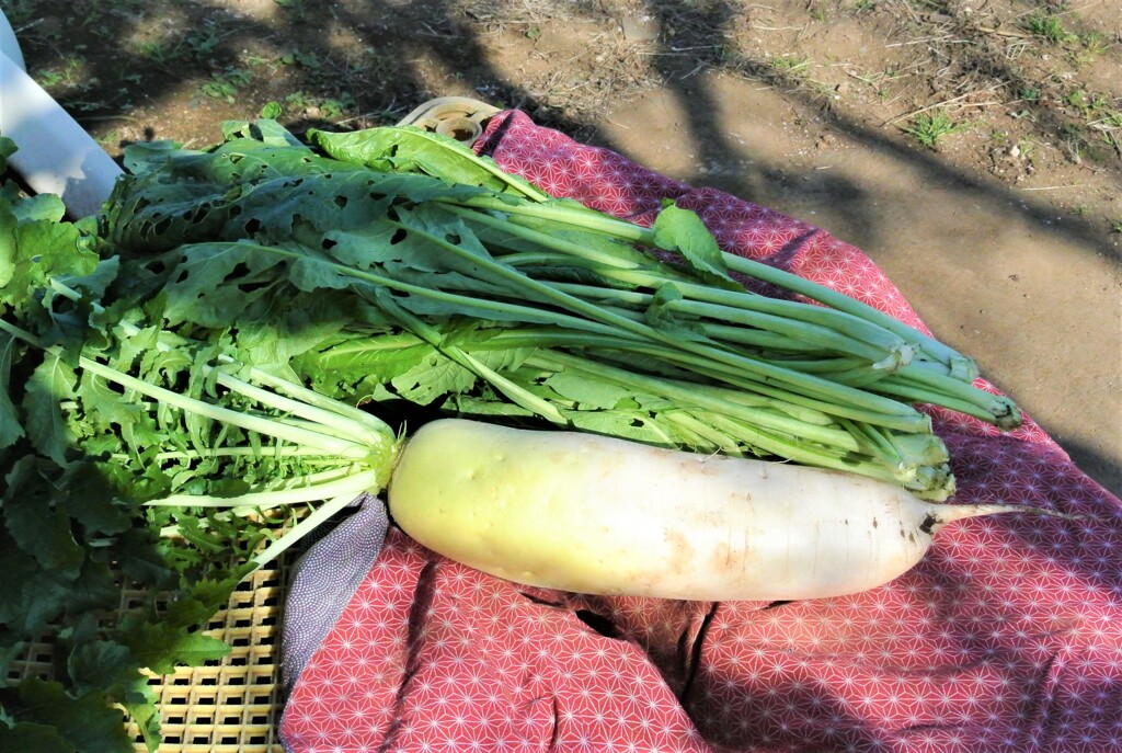 コマツナとおでん大根