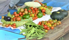 7月30日の夏野菜収穫 