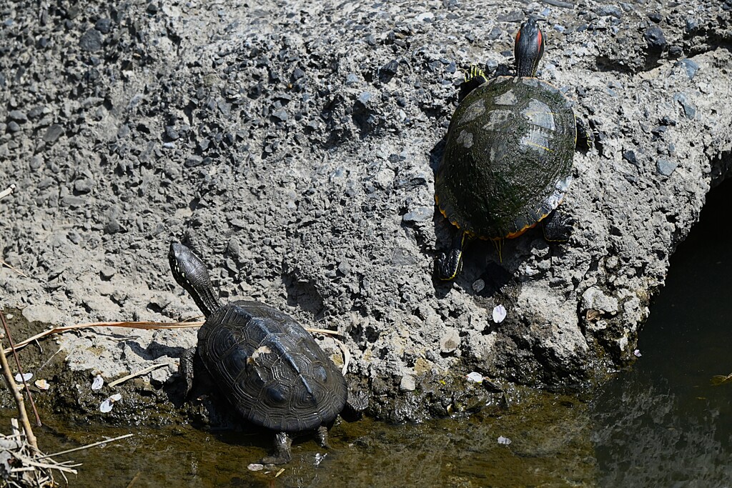 Ｋ川中流域・クサガメとミシシッピアカミミガメ
