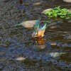 K川源流域・カワセミ♀若 (7)