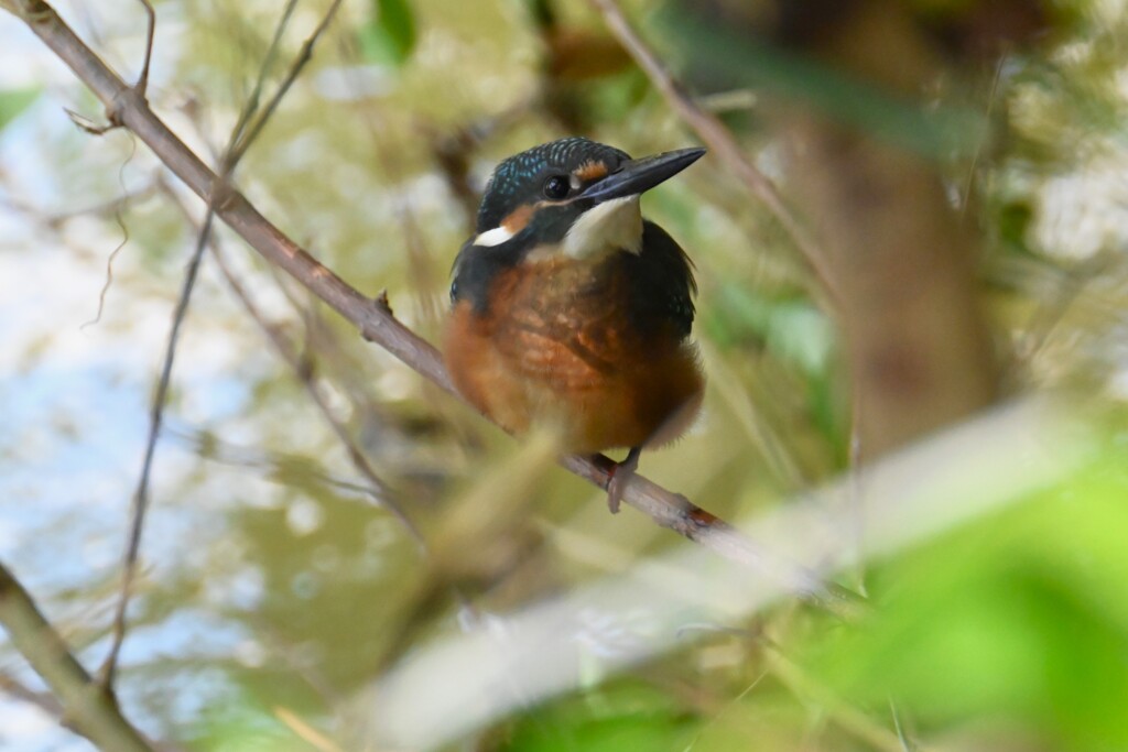 K川・大水の後のカワセミ♂ひな