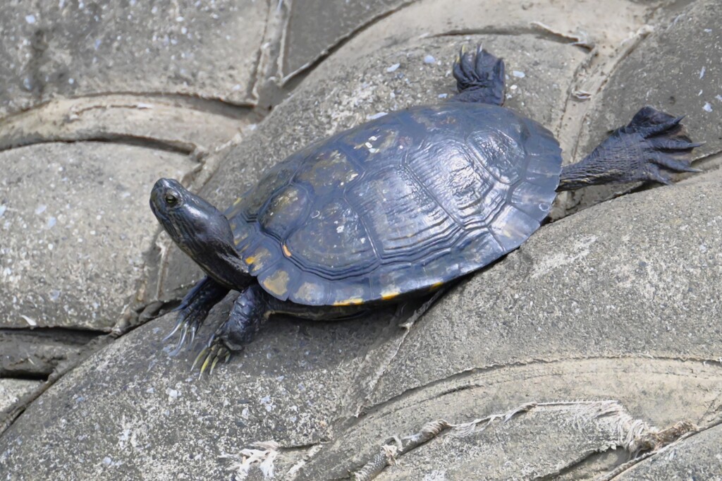 K川・クサガメ