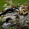 都内公園・卵に葉っぱを被せるカイツブリ