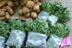 シュンギクが山のように採れる