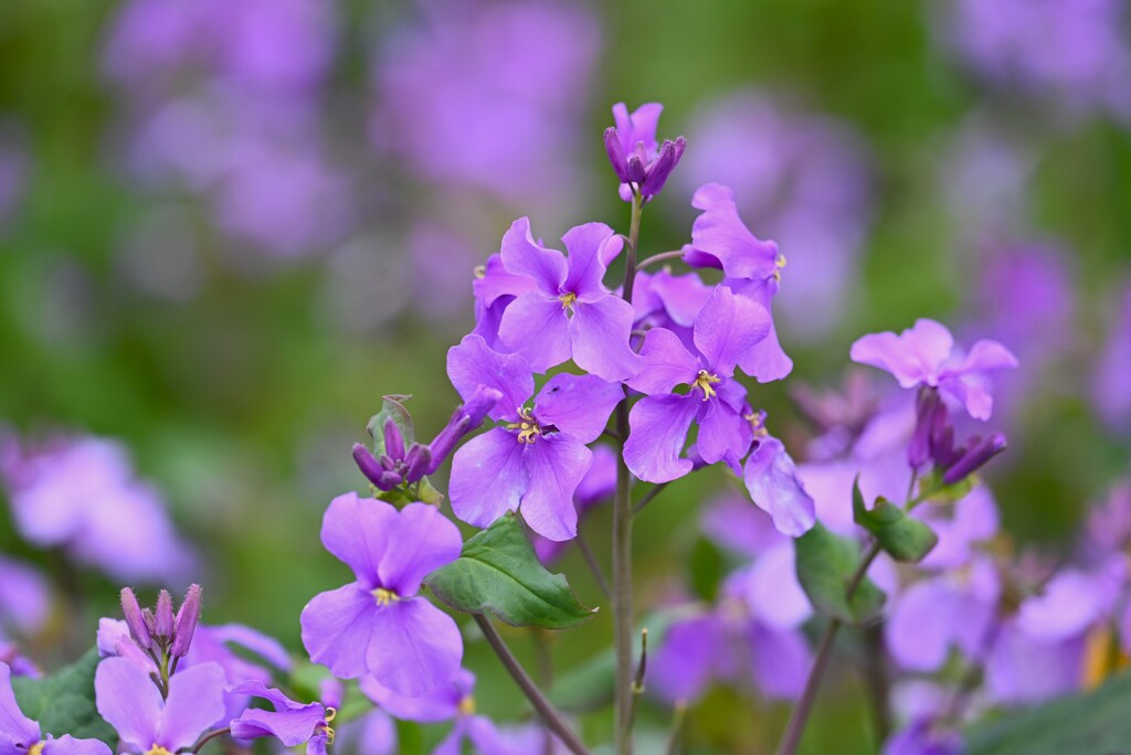 連絡道脇・オオアラセイトウ