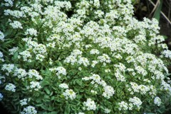 クレソンの花（オランダガラシ）