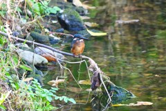 K川下流域・30m先のカワセミ♂幼鳥