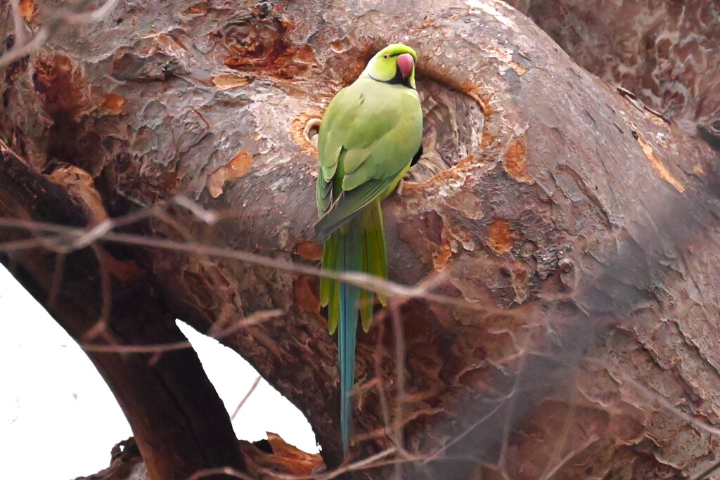 用水路・ワカケホンセイインコ 