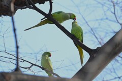 用水路・ほのぼのワカケホンセイインコ