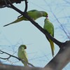 用水路・ほのぼのワカケホンセイインコ