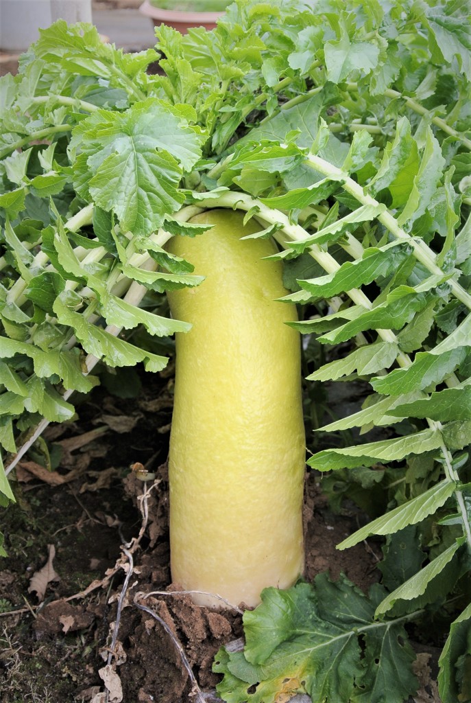 凍り付いたダイコン