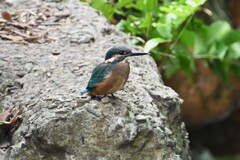 カワセミ♂幼鳥